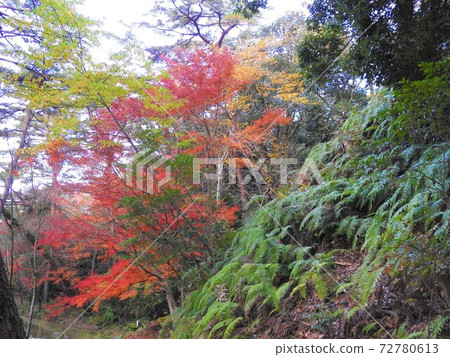 秋天的樹葉像火山噴發一樣從山坡上盛開 秋天的樹葉像火山噴發一樣從山坡上盛開 72780613