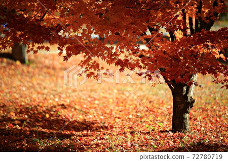 Autumn scenery, beautiful autumn, Naejangsa Temple Autumn scenery, beautiful autumn, Naejangsa Temple 72780719