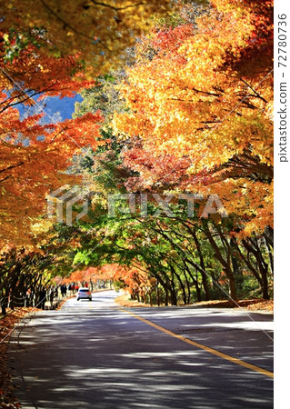 Autumn scenery, beautiful autumn, Naejangsa Temple 72780736