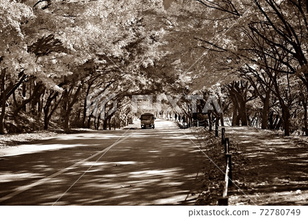 Autumn scenery, beautiful autumn, Naejangsa Temple 72780749