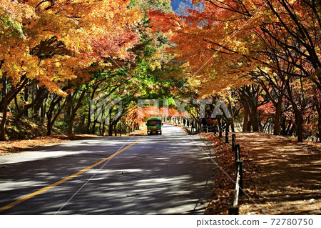 Autumn scenery, beautiful autumn, Naejangsa Temple 72780750