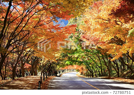 Autumn scenery, beautiful autumn, Naejangsa Temple 72780751