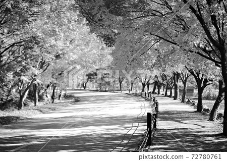 Autumn scenery, beautiful autumn, Naejangsa Temple Autumn scenery, beautiful autumn, Naejangsa Temple 72780761