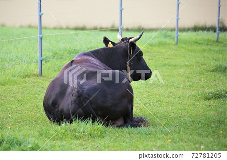 Japanese beef Japanese beef 72781205