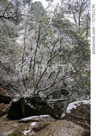 Snow and ice landscape of Kikuchi Gorge in winter Snow and ice landscape of Kikuchi Gorge in winter 72781236