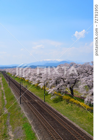 Sakura view Shiroishi river bank 72781950