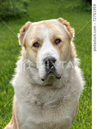 Central Asian Shepherd Dog adult outdoor 72781959
