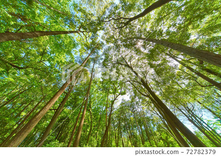 Low-angle forest landscape taken with a super wide-angle lens Low-angle forest landscape taken with a super wide-angle lens 72782379