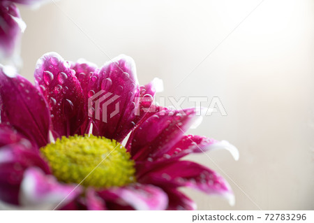 Wet chrysanthemum macro photo Wet chrysanthemum macro photo 72783296