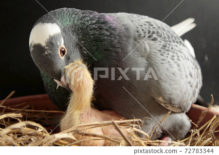 homing pigeon feeding crop milk to new born in nest 72783344