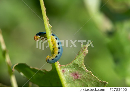 Sawfly larvae 72783400