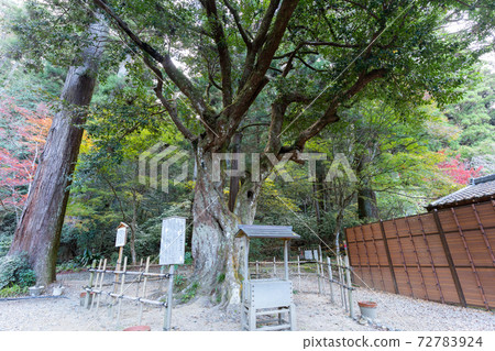 [靜岡縣]小國神社 72783924