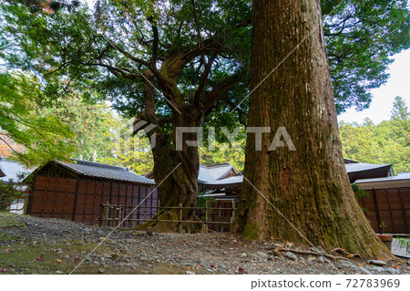 [Shizuoka Prefecture] Okuni Shrine 72783969