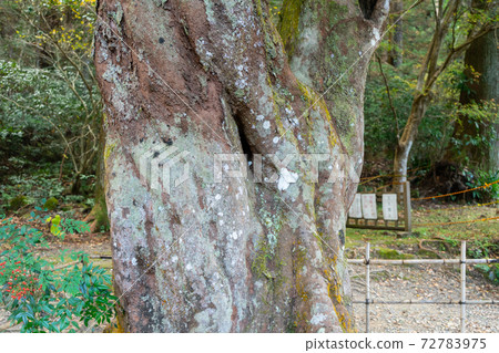[Shizuoka Prefecture] Okuni Shrine 72783975