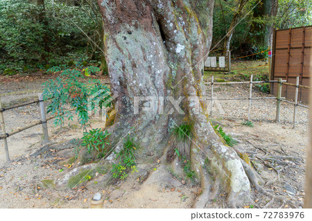 [Shizuoka Prefecture] Okuni Shrine 72783976