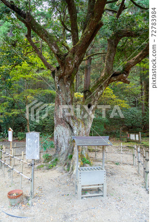 [靜岡縣]小國神社 72783984