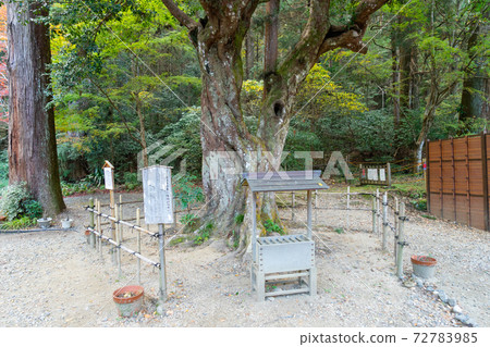 [Shizuoka Prefecture] Okuni Shrine 72783985