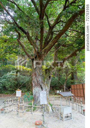 [靜岡縣]小國神社 72783986