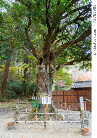 [Shizuoka Prefecture] Okuni Shrine 72783989