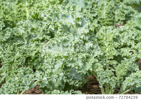 Lots of Curl leaf kale or Brassica oleracea grown in the field Covered with dry straw. 72784239