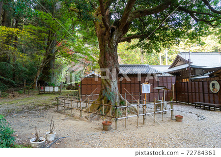 [Shizuoka Prefecture] Okuni Shrine 72784361