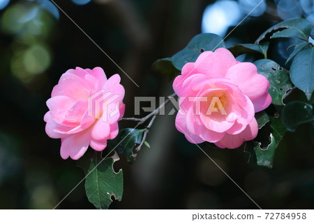 It blooms durably in the severe winter 72784958