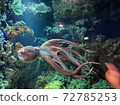 octopus 72785253