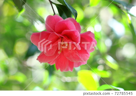 It blooms durably in the severe winter 72785545