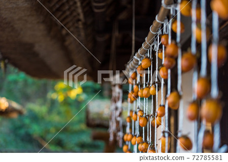 Making dried persimmons Making dried persimmons 72785581