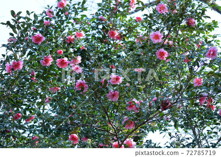 在嚴冬裡，它持久地開花 72785719