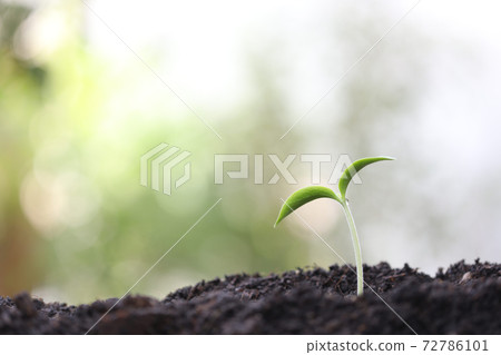 Small green growing plant with water drop Small green growing plant with water drop 72786101