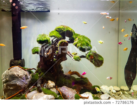 aquarium with small white, yellow and pink fish. aquarium with small white, yellow and pink fish. 72786176