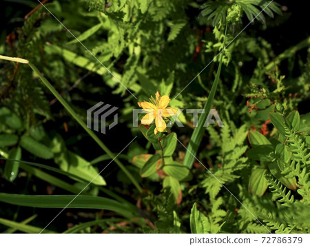 Oze Hypericum 3 72786379