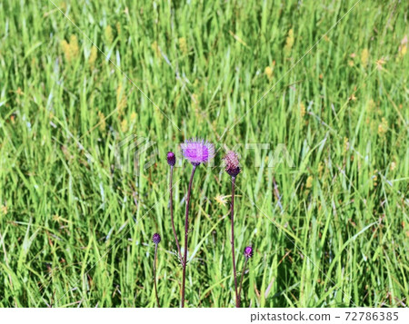 Oze Serratula coronata (?) 72786385