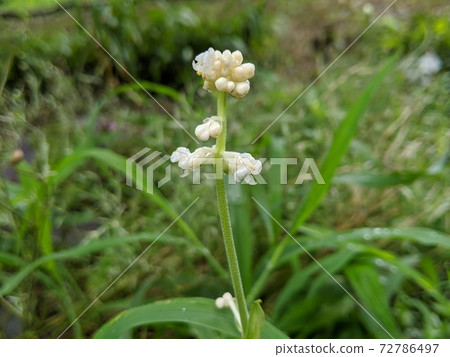 Wildflower Pollia japonica 1 72786497