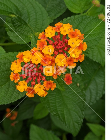 花馬tana丹(七千恆七變) 花馬tana丹(七千恆七變) 72786503