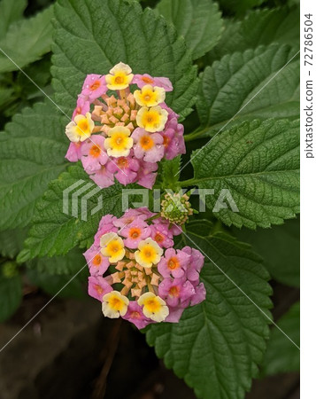花馬tana丹(七千恆七變) 花馬tana丹(七千恆七變) 72786504