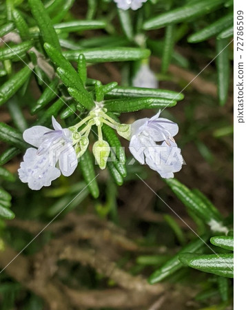 Flower rosemary 2 Flower rosemary 2 72786509