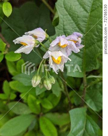 Wildflower horsenettle (bad eggplant) 2 Wildflower horsenettle (bad eggplant) 2 72786530