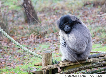 Grey Gibbon sitting 72786685