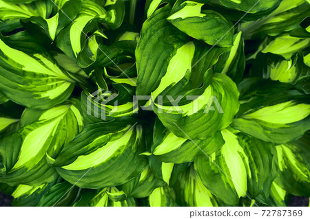 Green leaves background. 72787369