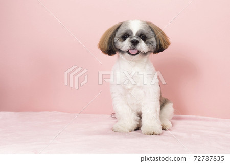 Pink back and smiling Shih Tzu 72787835