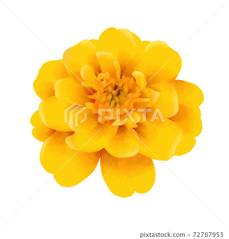 水彩風格黃色萬壽菊沒有線條藝術 72787953