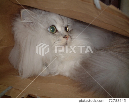 我愛狹窄的空間龍貓銀 我愛狹窄的空間龍貓銀 72788345