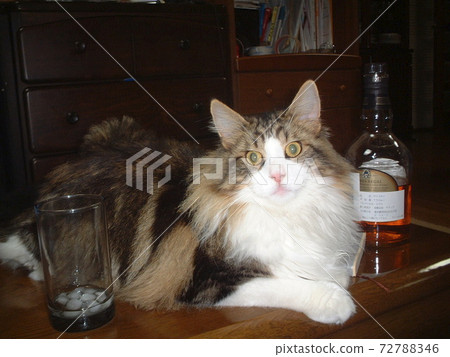 葡萄酒和壽司的主要特點 葡萄酒和壽司的主要特點 72788346