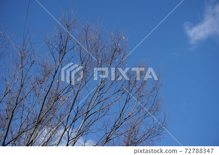 冬天的天空 冬天的天空 72788347