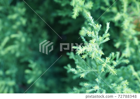 Green leaf up Green leaf up 72788348