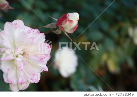 Winter flowers Winter flowers 72788349