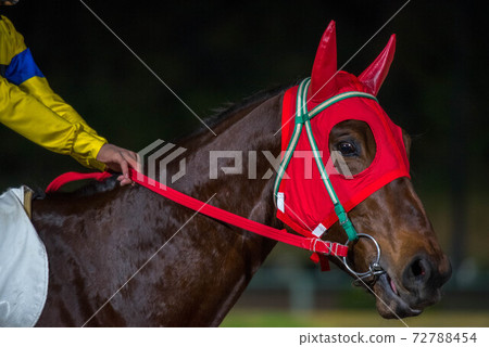 Saga horse racetrack at night Saga horse racetrack at night 72788454