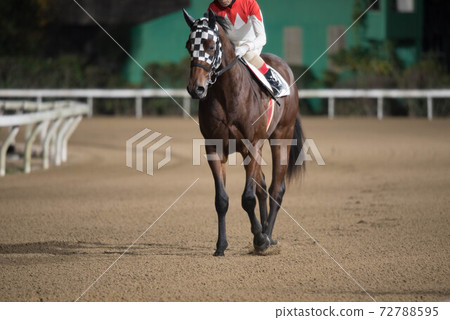 Saga horse racetrack at night Saga horse racetrack at night 72788595